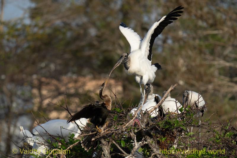 Anhinga, Wood Stork