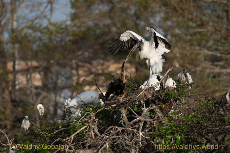 Anhinga, Wood Stork