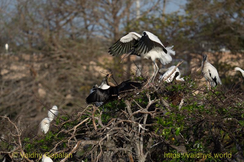 Anhinga, Wood Stork