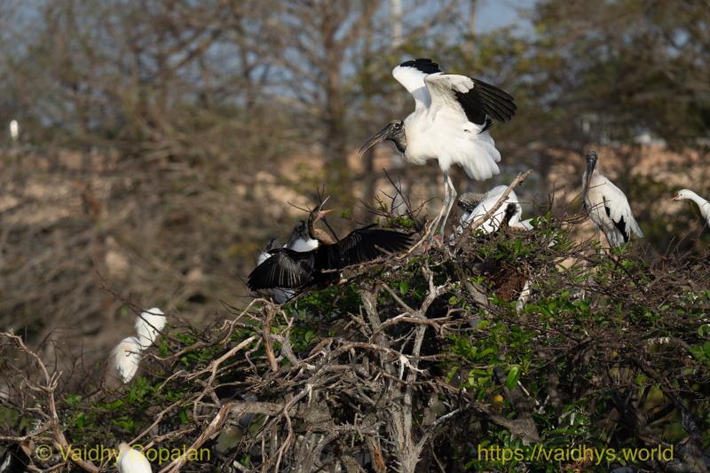 Anhinga, Wood Stork