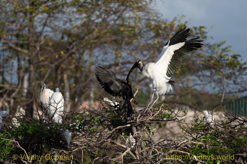 Anhinga, Wood Stork