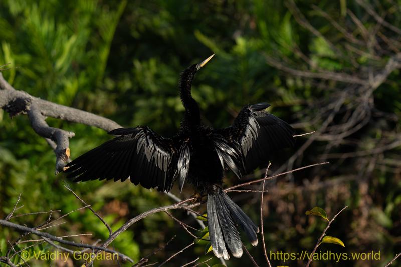 Anhinga