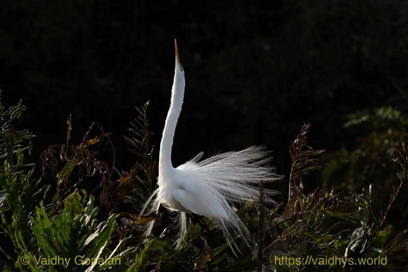 Great Egret