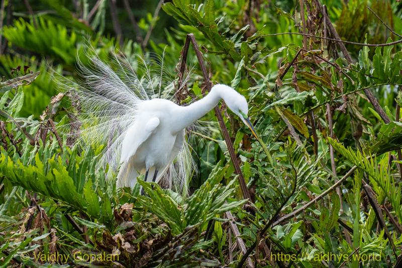Great Egret