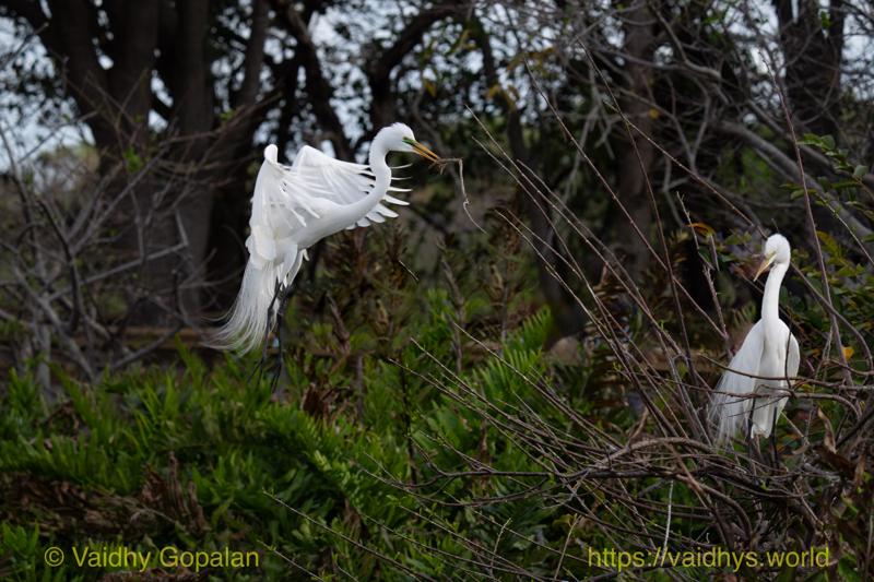 Great Egret