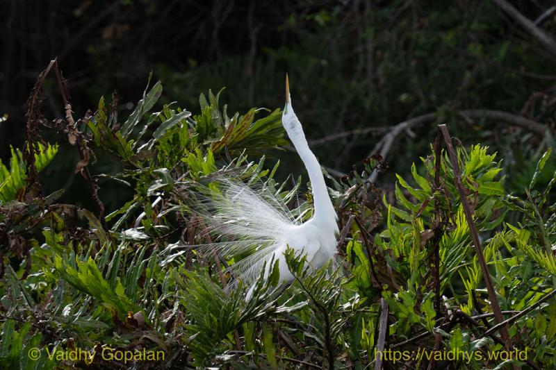 Great Egret