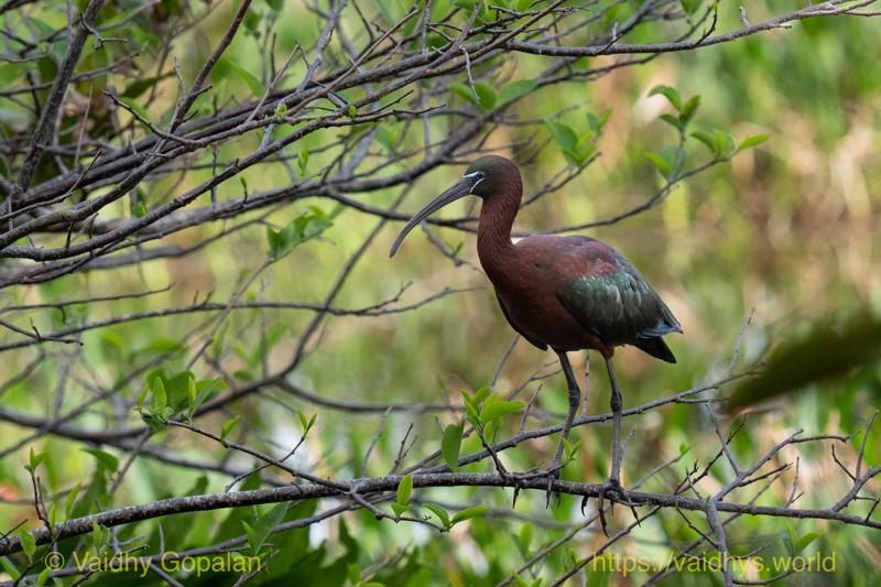 Glossy Ibis