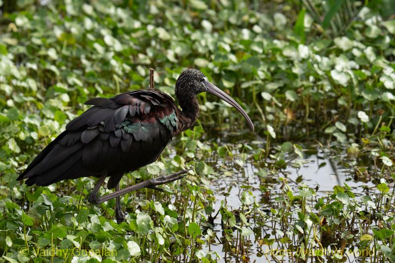 Glossy Ibis