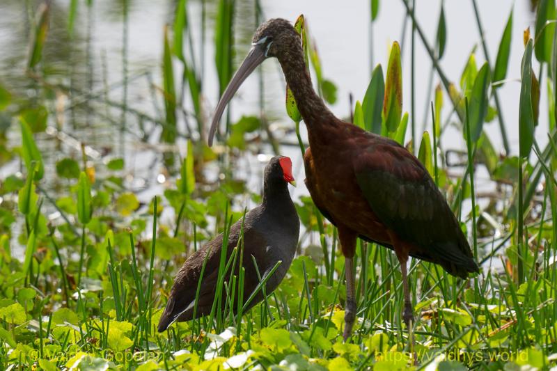 Common Gallinule, Glossy Ibis