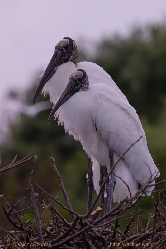 Wood Stork