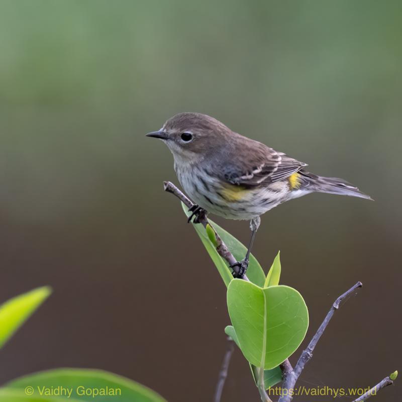 Yellow-rumped Warbler