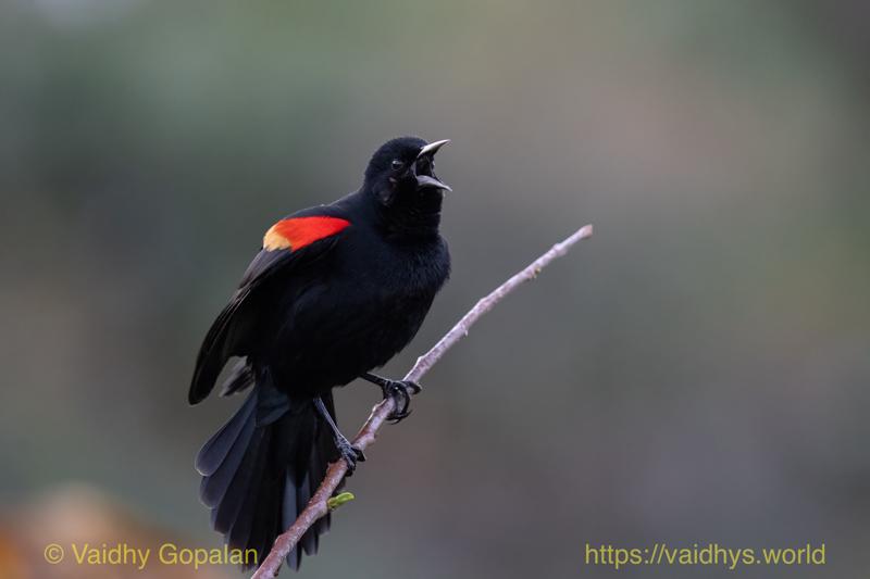Red-winged Blackbird