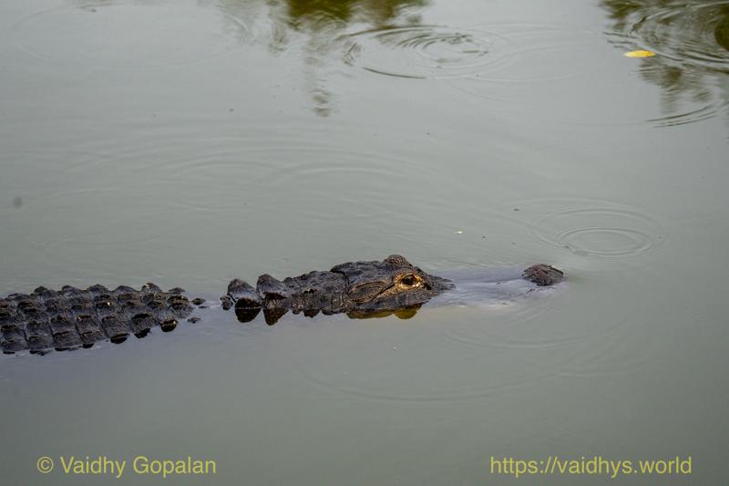 American Alligator