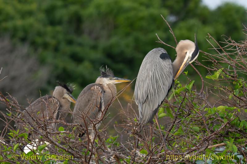 Great Blue Heron