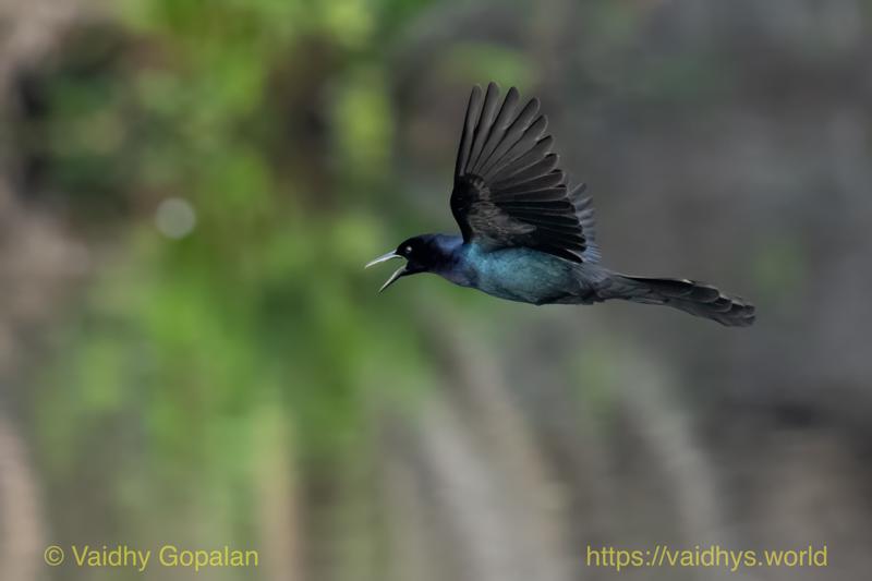 Boat-tailed Grackle