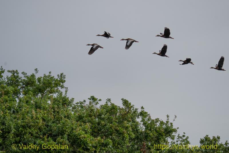 Black-bellied Whistling Duck