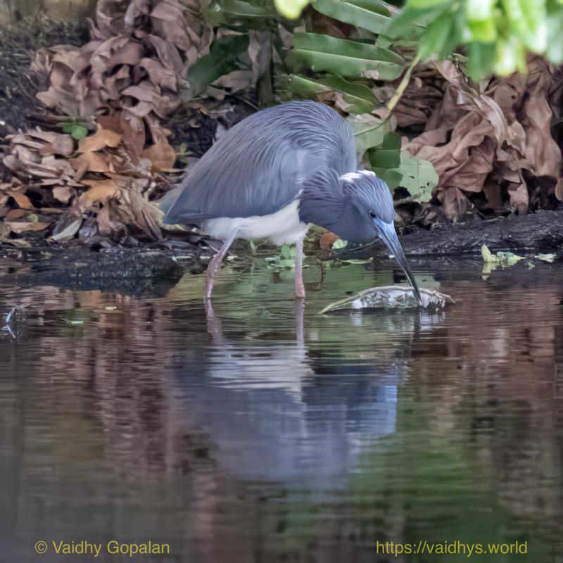 Tricolored Heron