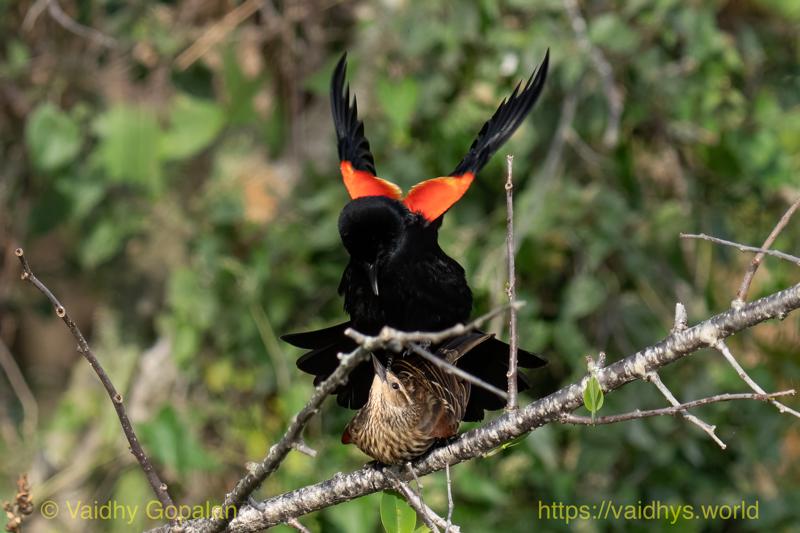 Red-winged Blackbird