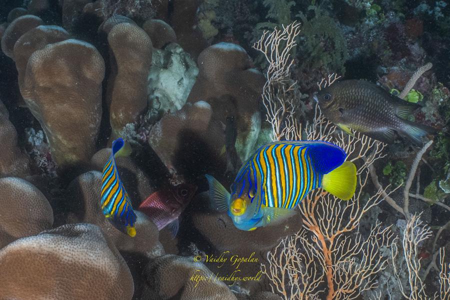 Sharks, Mantas, Wrecks and others