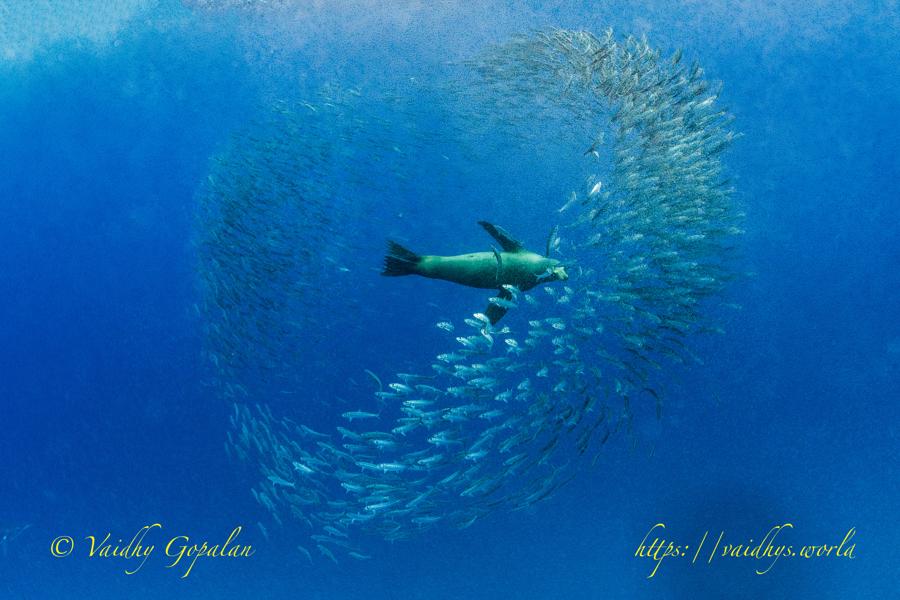 Marine Animals, Mag Bay