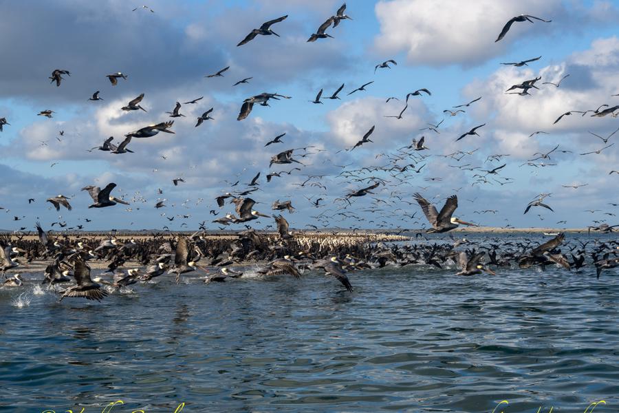 Baja California
