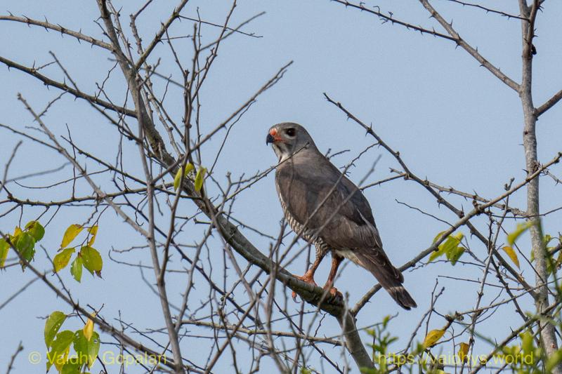 Lizard Buzzard