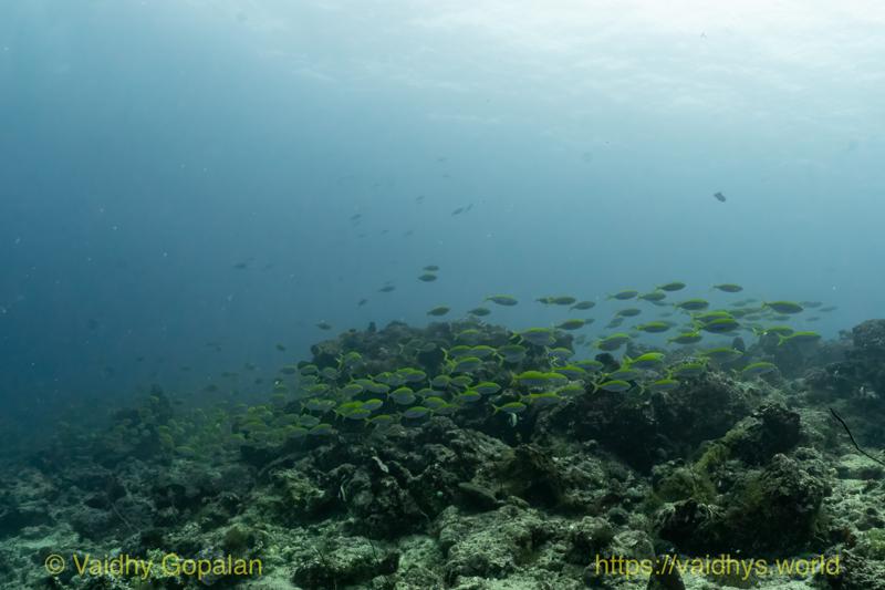 Fish School
