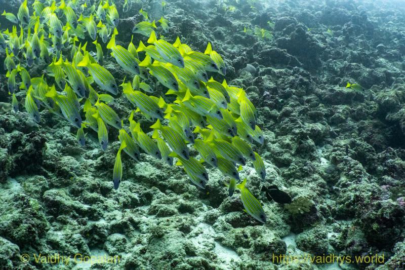 Fish School