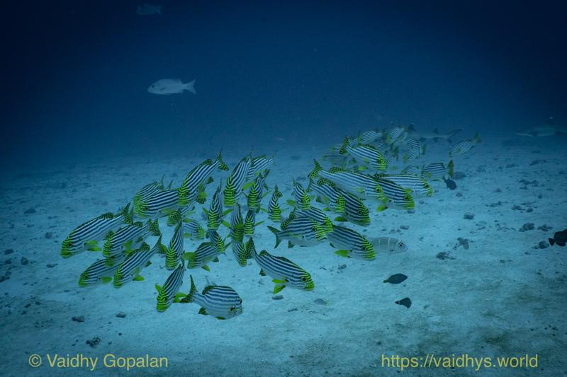 Fish School