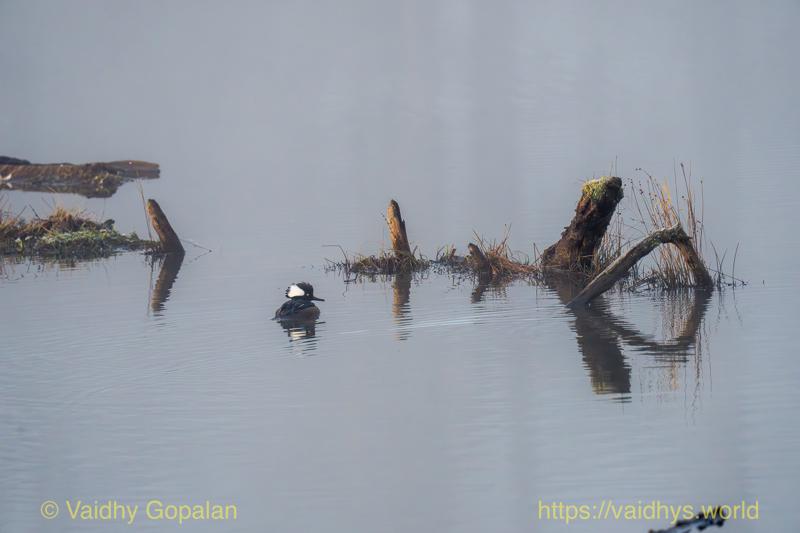 Hooded Merganser
