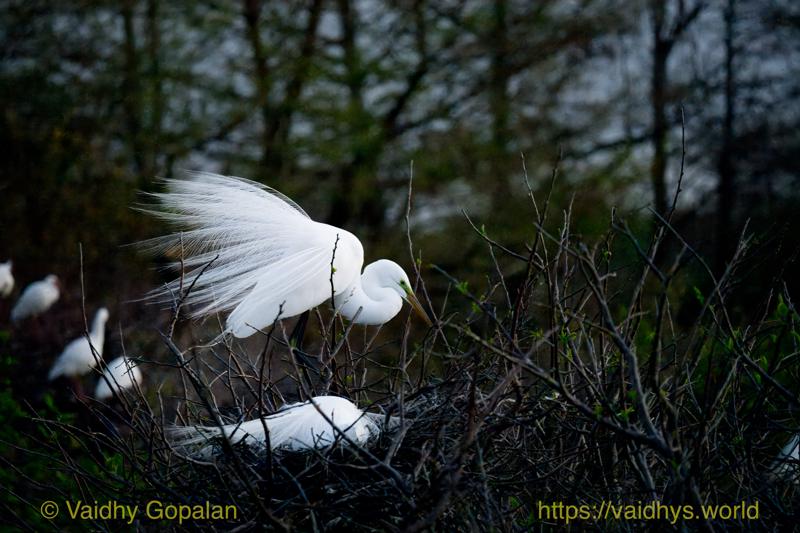 Great Egret